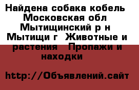 Найдена собака кобель - Московская обл., Мытищинский р-н, Мытищи г. Животные и растения » Пропажи и находки   
